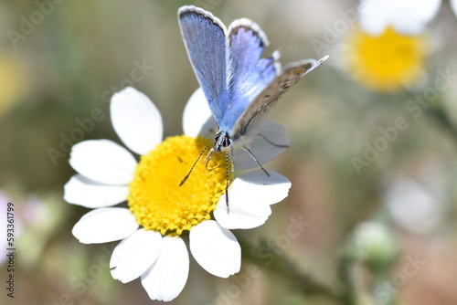 Common blue butterfly (Polyommatus icarus) sipping the nectar of a daysi photo