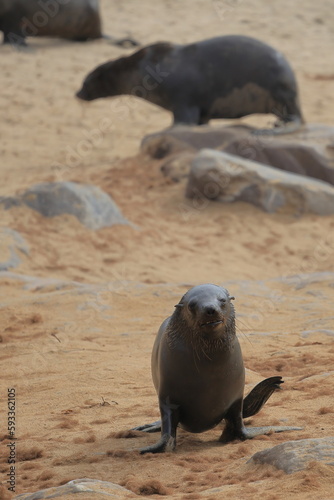 sea lion in the nature reserve of cape cross in namibia