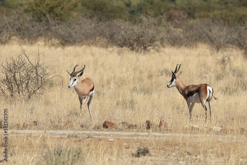 Sprinboks in the wilderness of Namibia