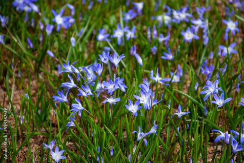 Scilla luciliae, a type of squill, cute purple flowers growing in early springtime © Strong with Purpose