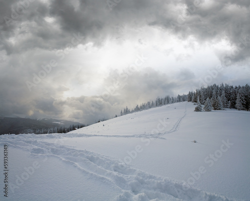 Winter evening overcast mountain landscape with fir trees and hiking tracks on slope, Kukol Mount, Carpathian Mountains, Ukraine.