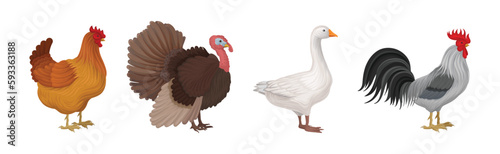 Feathered Hen, Goose and Turkey as Farm Bird Vector Illustration Set