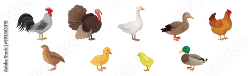Feathered Hen, Goose and Turkey as Farm Bird Vector Illustration Set