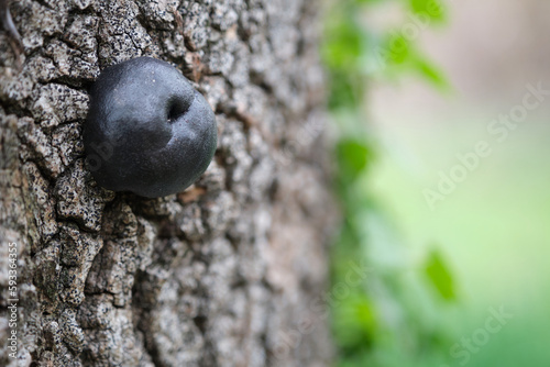 mushroom Daldinia concentrica