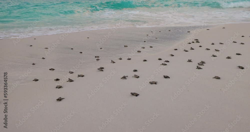 Close-up.Critically endangered large group of cute baby Hawksbill turtle hatchlings making their way to the ocean Close-up.Critically endangered large group of cute baby Hawksbill turtle hatchlings making their way to the ocean