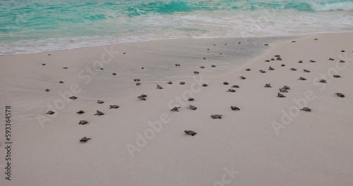 Wallpaper Mural Close-up.Critically endangered large group of cute baby Hawksbill turtle hatchlings making their way to the ocean  Torontodigital.ca