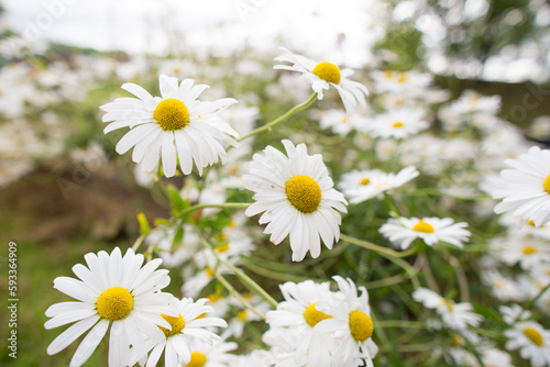 daisies in a field