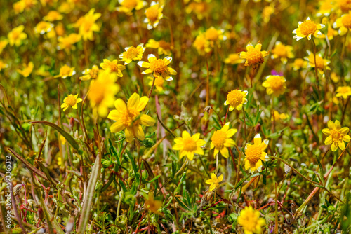 Close-up little yellow wild flower in a blooming field in California. Spring wallpaper and background.