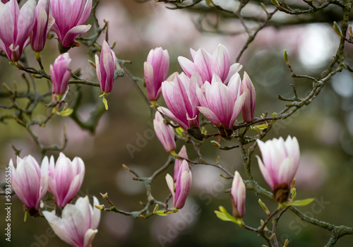 Obraz na płótnie Blooming magnolia tree in the old spring park w salonie