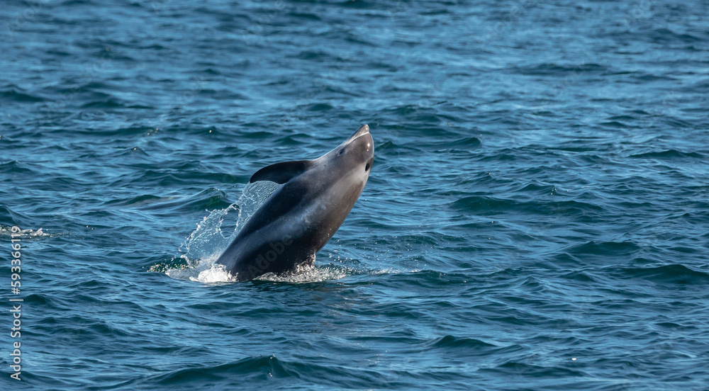 Fototapeta premium Dolphin jumping out of water