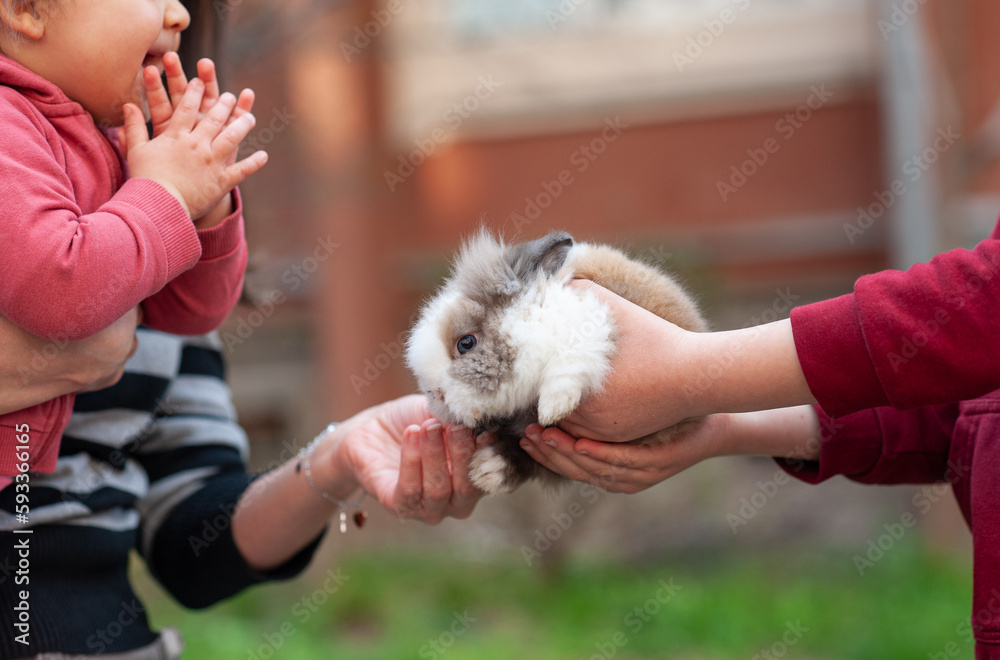 A small and cute rabbit cuddles with children outside 