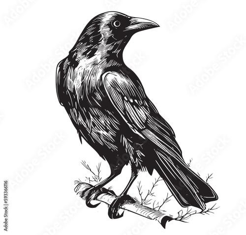 Raven crow hand drawn sketch illustration Birds