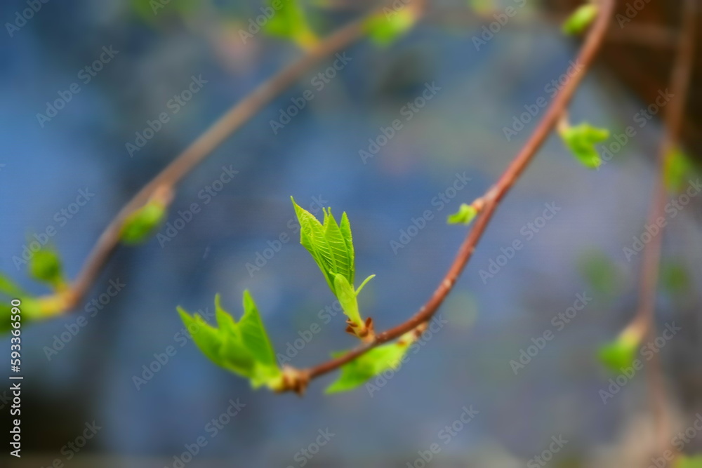 Leaves on a branch