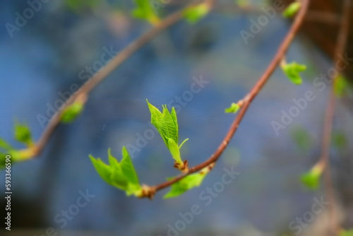 Leaves on a branch