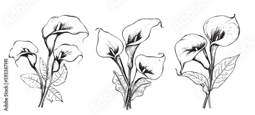 Lilies calla Set sketch hand drawn in doodle style illustration