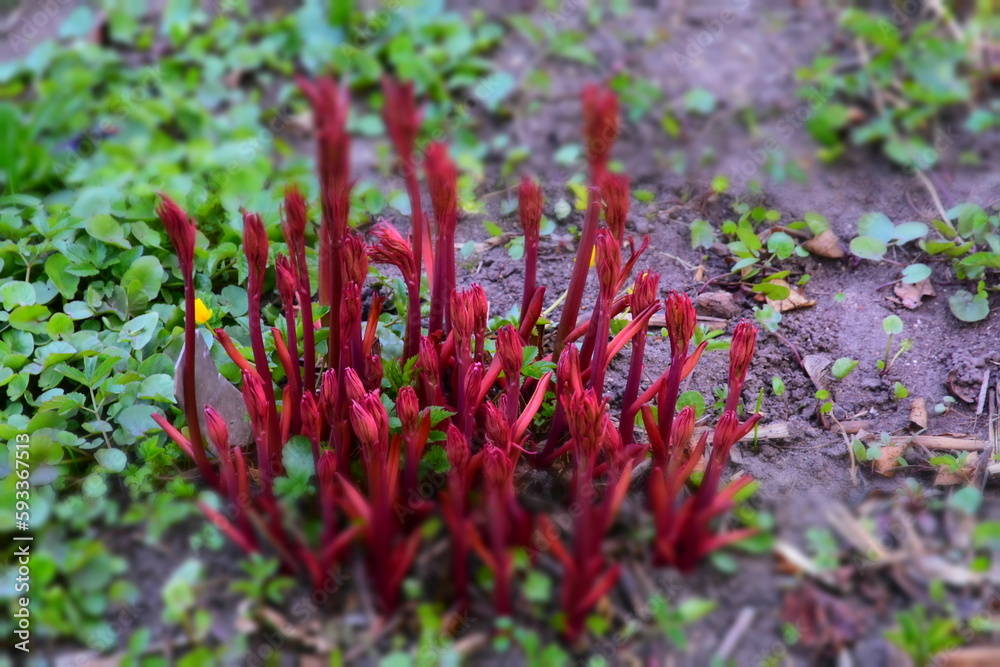 Spring flower bed