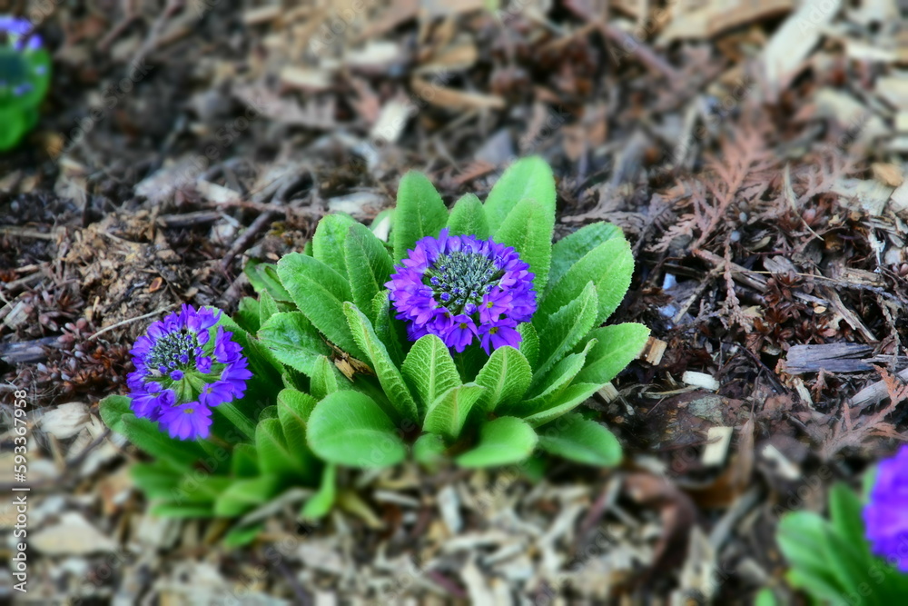 Flowers in the garden
