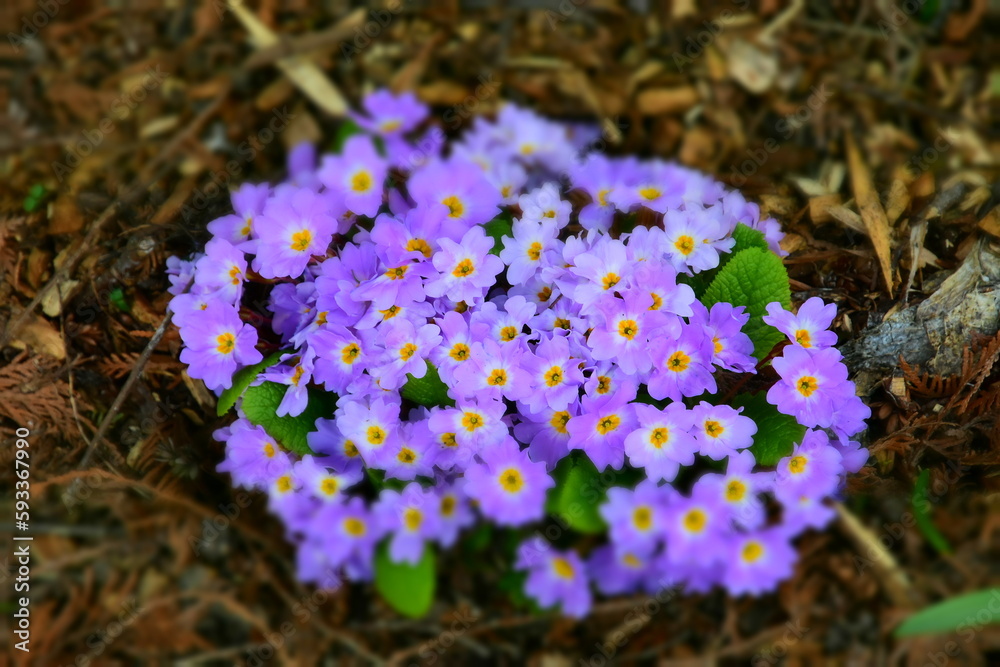 Purple and yellow primula vulgaris flowers
