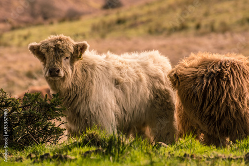 Highland cow baby