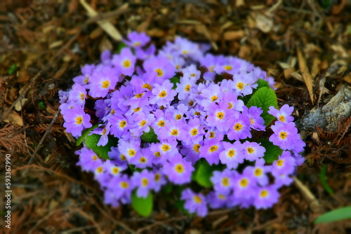 Obraz na płótnie Purple and yellow primula vulgaris flowers w salonie