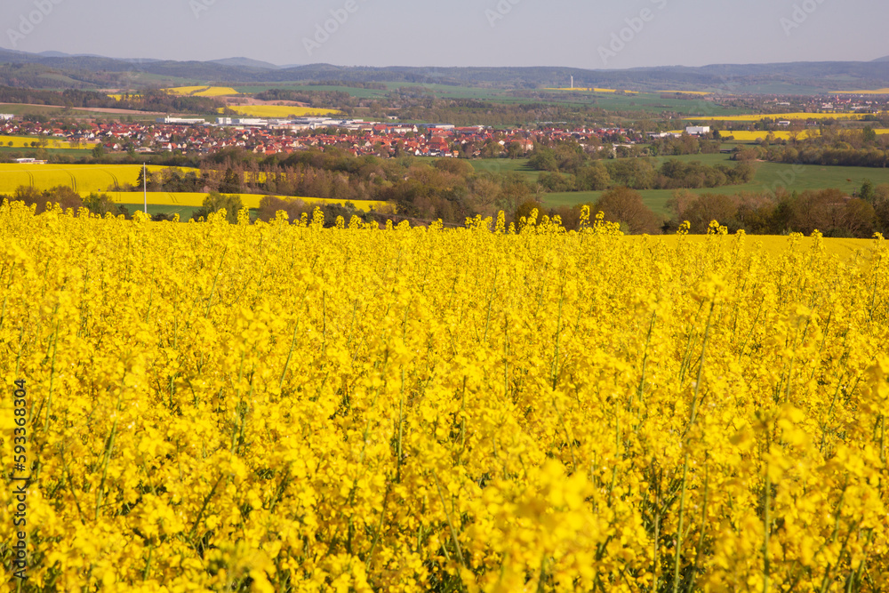 Flowering of rapeseed in the fields against the backdrop of the village in sunny weather
