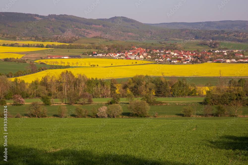 Obraz premium Flowering of rapeseed in the fields against the backdrop of the village in sunny weather 