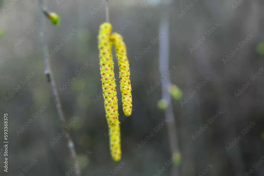 Birch tree catkins in the forest