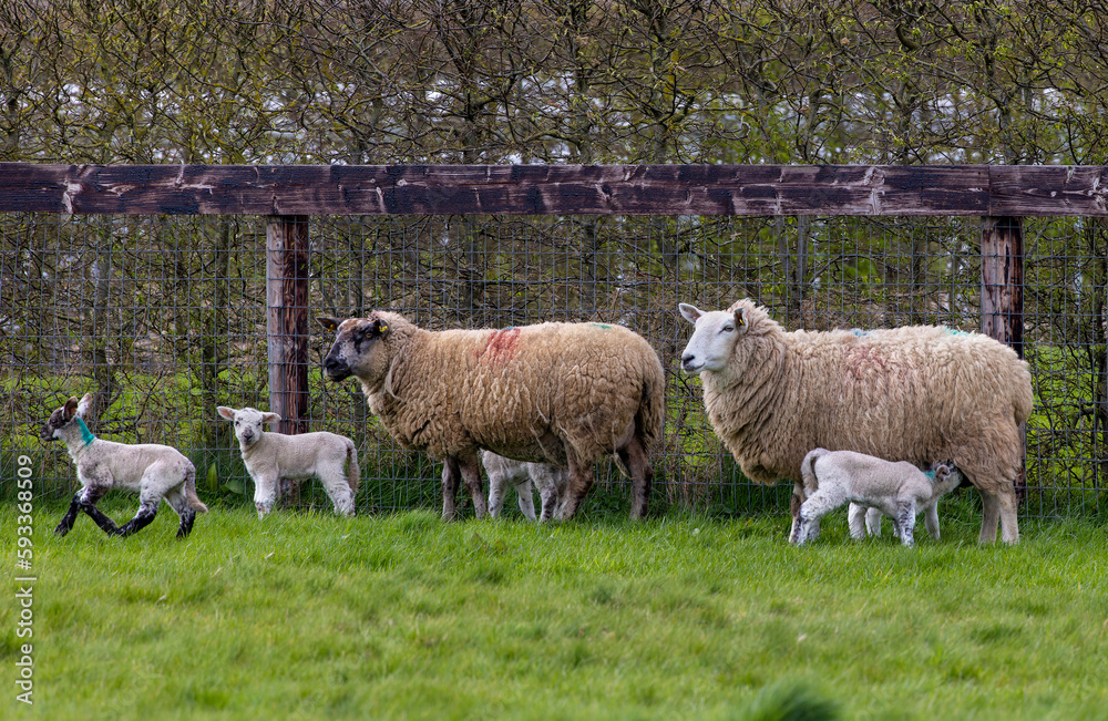 Cute baby Spring lambs with female sheep or ewes in field. Playful young farm animals, some suckling mother. County Kildare, Ireland