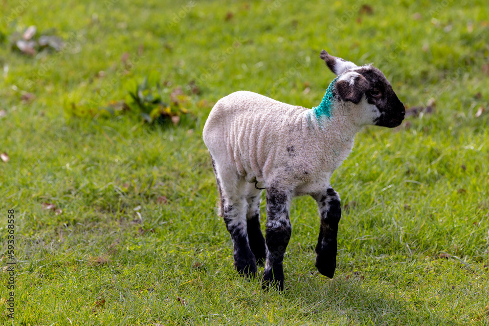 Spring lamb with black face and legs in green pasture field. Cute baby farm animal isolated against green grass background. County Kildare, Ireland Spring lamb with black face and legs in green pasture field. Cute baby farm animal isolated against green grass background. County Kildare, Ireland