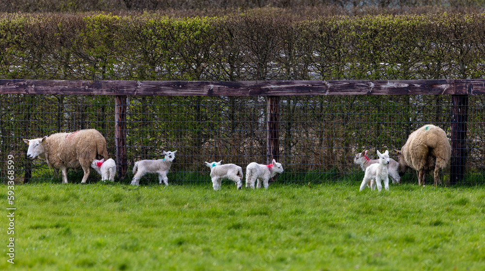 Obraz premium Baby lambs with female mother sheep in field on farm. Cute young Spring animals, some suckling ewes. County Kildare, Ireland