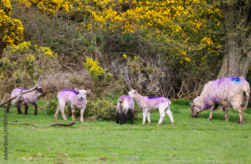 Four young sheep with ewe on green grass beside yellow furze bushes. Purple branding on lambs wool coats. Cute farm animals or livestock. The Curragh, County Kildare, Ireland photo