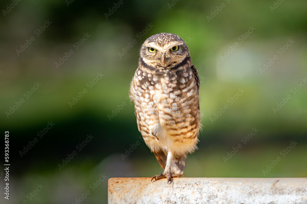 Burrowing Owl, Athene cunicularia or Speotyto cunicularia in portrait Burrowing Owl, Athene cunicularia or Speotyto cunicularia in portrait