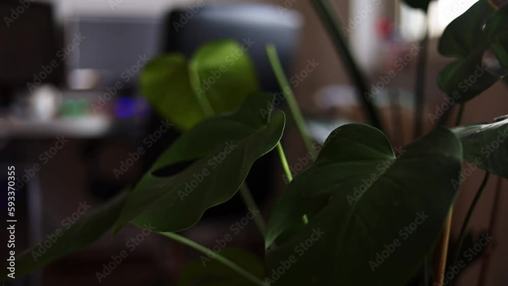 Indoor monstera flower stands in the room Indoor monstera flower stands in the room