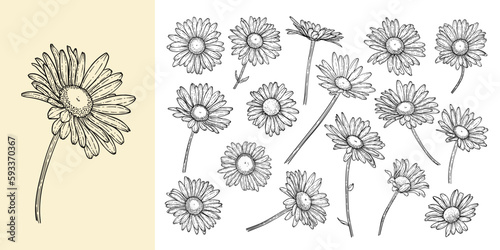Fototapeta Naklejka Na Ścianę i Meble -  set of beautiful monochrome, black and white daisy flower isolated. for greeting card and invitations of the wedding, birthday, Valentine's Day, mother's day and other seasonal holiday