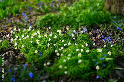Obraz na płótnie White small first spring flowers w salonie