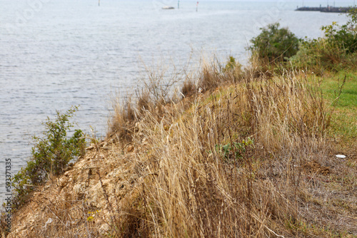dry grasses on shore overlooking sea
