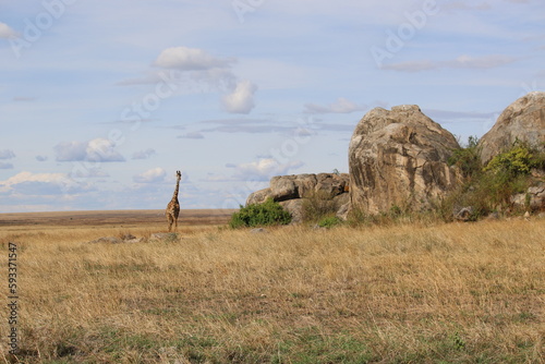 Photography giraffe in the savanna