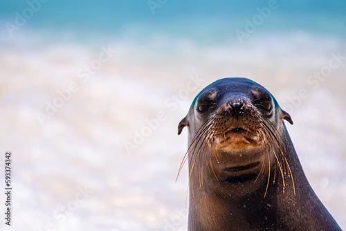 Who you looking at? A Galápagos sea lion up close.