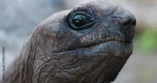 Ultra close-up side view of Giant Aldabra Tortoise face showing its serrated mouth photo
