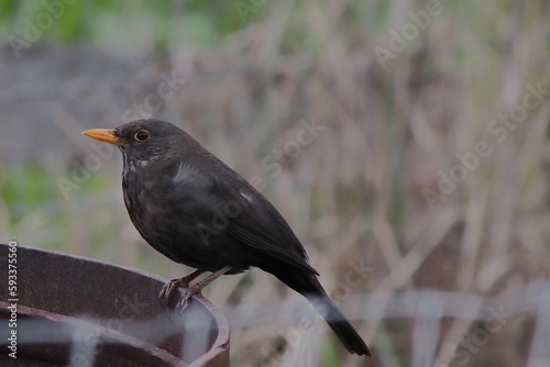 blackbird on a branch © Dsire