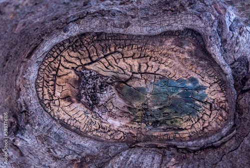 Close up of tree trunk missing branch