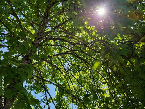 sun shining through trees