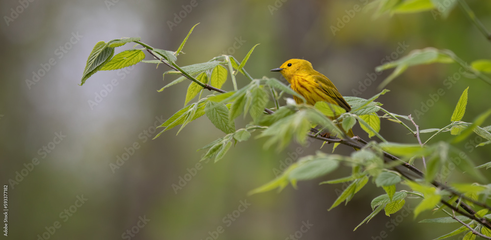 The Vibrant Beauty of a Male Yellow Warbler Perched Amongst Lush Green Foliage. Wildlife Photography. The Vibrant Beauty of a Male Yellow Warbler Perched Amongst Lush Green Foliage. Wildlife Photography.
