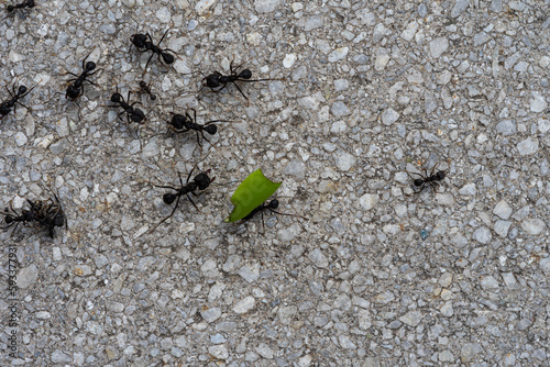 Ants on the ground. Ants are a group of ants. photo