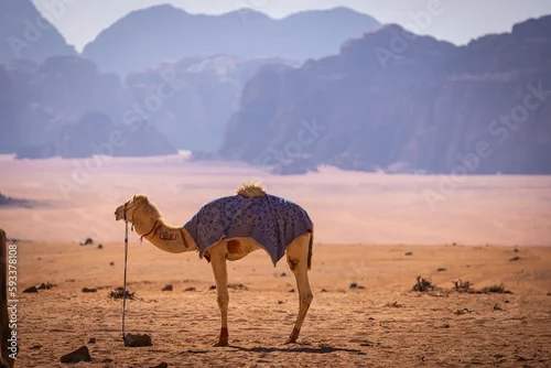 Fototapeta samoprzylepna Wadi Rum w Jordanii. Wielbłąd stojący na gorącym piasku na tle pustynnych gór. 