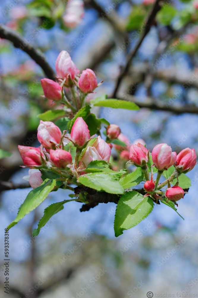 Fototapeta premium tree blossom cherry