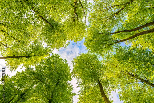 photo up to the tree top shot from below, springtime in germany photo