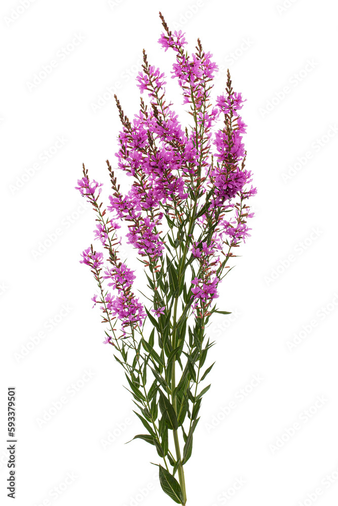 Obraz premium Lythrum salicaria flowers isolated on white background