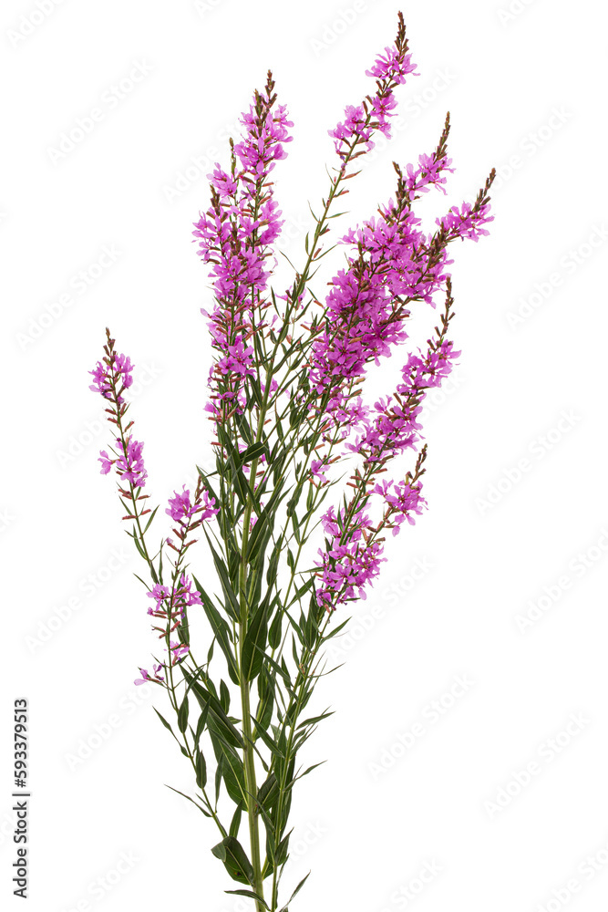 Obraz premium Lythrum salicaria flowers isolated on white background