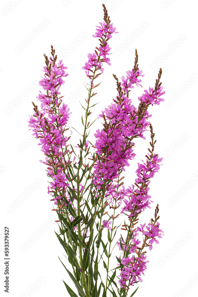 Lythrum salicaria flowers isolated on white background